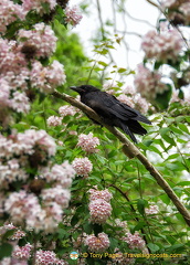 A huge raven resting in the Jardin du Luxembourg